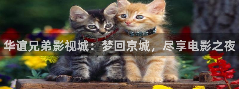 酷客影院电视：华谊兄弟影视城：梦回京城，尽享电影之夜